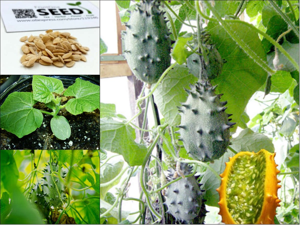  Dưa chuột sừng (Kiwano) có vỏ màu vàng, bên ngoài nhiều gai nhọn đang được bán ở Hà Nội với giá 1,6 triệu đồng/kg nhưng muốn mua được không dễ. Nhưng với những cách sau đây bạn đã có thể trồng nó ngay tại nhà mình.